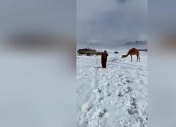 Meteo Arabia Saudita, neve nel deserto: è tutto bianco - VIDEO