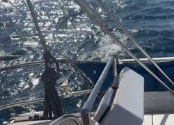 Barca a vela livornese  accerchiata  in mezzo all'Atlantico da 20 orche che le  staccano il timone- VIDEO