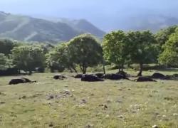 Casalattico (FR), 33 cavalli colpiti da tempesta di fulmini, animali morti trovati sotto agli alberi usati come riparo - VIDEO