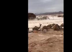 Alluvione a Dubai, fiumi d'acqua nel deserto a causa del cloud seeding, cammelli spazzati via dalla corrente - VIDEO