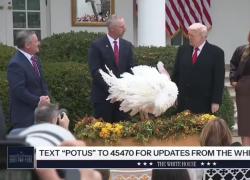 Usa, Trump scherza e toglie dal menù i tacchini Gobble e Waddle per il Giorno del Ringraziamento: "Siete graziati incondizionatamente" - VIDEO