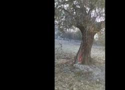 Incendi a Rodi, il mistero degli ulivi che bruciano dall'interno nel VIDEO virale sul web