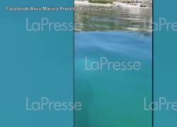 Napoli, balena grigia avvistata nel golfo: video straordinario
