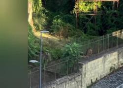 Marano di Napoli, sesso nella villa comunale del Ciaurro in pieno giorno, due adolescenti nudi filmati accanto alla scuola - VIDEO