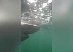 Canada, avvistato squalo bianco “Contractor” a largo delle acque del Labrador, il più grande mai tracciato: lungo 4,3m e 750kg di peso – VIDEO