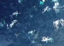 Australia, 100 balene megattere circondano la barca al largo della costa: evento eccezionale