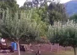 Orsa Amarena uccisa a fucilate, una residente: “Non è mai stata pericolosa, 15 giorni prima è entrata in giardino" - VIDEO