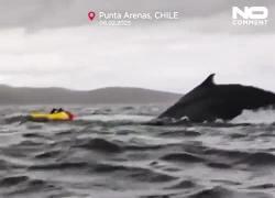 Cile, ragazzo di 24 anni in kayak inghiottito da una balena e poi "sputato" fuori al largo della costa, riemerso illeso poco dopo - VIDEO