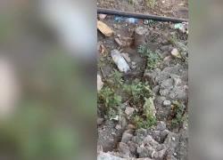 Degrado al Colosseo, topi mangiano tra i rifiuti all'ombra del monumento, turisti inorriditi - VIDEO