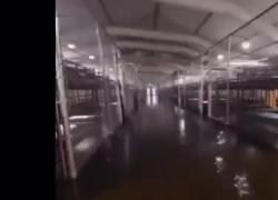 Usa, Alligator Alcatraz allagata dopo un giorno da inaugurazione: prigione per immigrati irregolari inagibile dopo temporale estivo - VIDEO