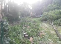 Milano, lo scempio al Giardino di via Scaldasole, abbattuti oltre 20 alberi sani e di qualità, ma l'assessore all'Ambiente Elena Grandi nega la barbarie: "Buttate giù solo 3 piante malate" - VIDEO