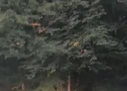 Cervo si accoppia con asino, i cacciatori in Spagna: “Anche loro fluidi... e in tempo di guerra...” - VIDEO