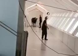 Israele, toro entra in banca e semina il panico tra i presenti: VIDEO