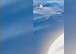 Squalo Mako anche in Salento, l’avvistamento a largo di Porto Cesareo da pescatori di tonni, Baldieri: “Segnale che il nostro mare è pulito” - VIDEO
