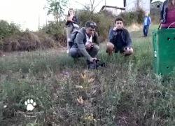 Pignoletto, tasso ubriaco di fichi di nuovo in libertà: la storia a lieto fine. IL VIDEO