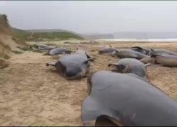 Scozia, 55 balene spiaggiate sull'isola di Lewis, gli esperti: "Seguivano una femmina" - VIDEO