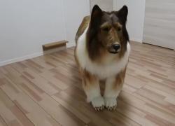 Spende 15mila euro per diventare un cane collie: video assurdo