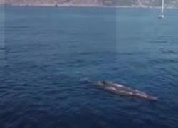 Amalfi, Capodoglio vicinissimo alla costa: le immagini spettacolari. IL VIDEO 