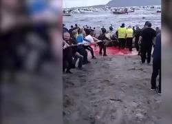Grindadrap isole Faroe, delfini massacrati e mare di sangue. VIDEO (immagini forti)