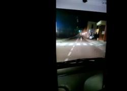 Lupo a Piacenza a spasso nel centro storico. L'incredibile avvistamento e la segnalazione ai carabinieri - VIDEO