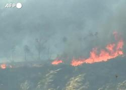 Grecia, incendi boschivi vicino Atene a Maratona e Varnavas, migliaia di persone evacuate in 11 città - VIDEO