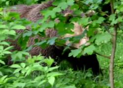 Trentino, abbattuto orso M91 dopo poche ore dal decreto, animalisti contro Fugatti: "Ucciso mentre era in letargo, non aveva mai fatto male a nessuno" - VIDEO