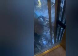 Berlino, esploso acquario cilindrico più grande al mondo: conteneva 1500 pesci tropicali - VIDEO