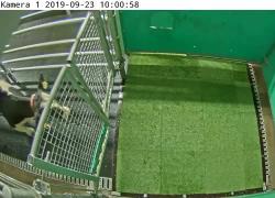 Mucche addestrate per fare pipì: l'idea green contro l'effetto serra. VIDEO