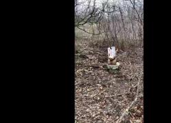 Sparo alla testa di un maiale con la foto di Salvini attaccata sopra, le minacce dopo le frasi del ministro su stop armi a Kiev - VIDEO