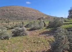 Cisgiordania, coloni israeliani sradicano 20 ulivi antichi tra il villaggio di Al-Mughayyir e Abu Falah a nordest di Ramallah - VIDEO