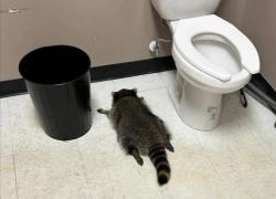 Usa, procione “ubriaco” trovato svenuto in negozio di liquori ad Ashland, bevuti scotch e whisky dagli scaffali dopo intrusione – VIDEO