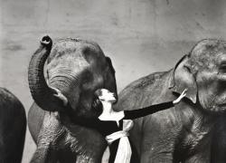 Palazzo Reale di Milano, inaugura "Richard Avedon: Relationships": la mostra dedicata al grande fotografo