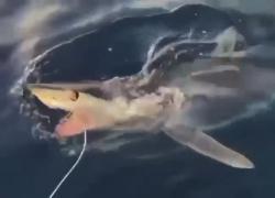 Sicilia, avvistato squalo Mako a largo di Marzamemi vicino a barca di pescatori di tonni, biologo Tiralongo: “Evento molto raro” - VIDEO