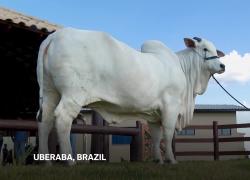 Brasile, la mucca più cara al mondo è Viatina-19, vale 4 mln $, pesa 1.100 kg ed è sorvegliata h24 - VIDEO