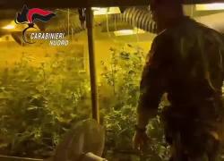 Sardegna, scoperta una piantagione sotterranea di marijuana in un bunker di Gavoi, trovate circa 100 piante, arrestati 55enne e figlio 21enne
