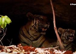Un cucciolo di tigre porta speranza alle foreste della Thailandia