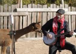 Giraffe, lemuri e Alpaca: il concerto di Natale privato al bioparco