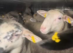 Gli agnelli dall'Est Europa verso i macelli italiani, le immagini