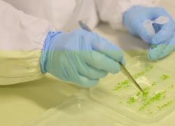 Dall'Italia la prima pianta bioibrida: il futuro dell'energia green?