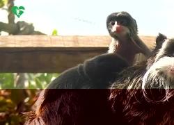 Al Bioparco di Roma sono nati due Tamarini Imperatore