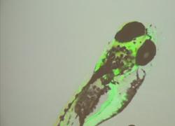 Tecnologie e Intelligenza Artificiale al servizio del paziente 