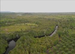 Wwf: in 35 anni la superficie forestale persa &egrave; pari alla Groenlandia