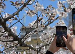 Lo spettacolo dei sakura a Tokyo, la fioritura &egrave; vicina al picco