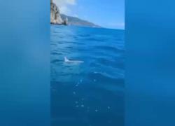 Palinuro, avvistato esemplare di pesce luna lungo le coste del Cilento, nuota dalla superficie fino a 480m di profondità - VIDEO