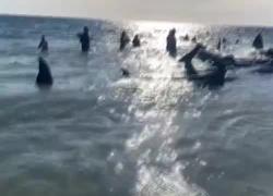Australia, più di 160 balene spiaggiate, maxi operazione di salvataggio, un soccorritore: "Risultato finale positivo" - VIDEO