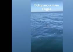 Squalo a Polignano a Mare filmato da un pescatore: "Gigante buono del Mediterraneo, no pericoli per l'uomo" - VIDEO