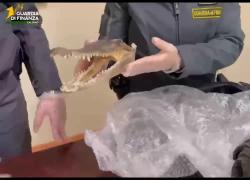 Palermo, sequestrata testa di coccodrillo essiccata in valigia di palermitano di rientro da Bangkok, animale appartenente a specie protetta - VIDEO