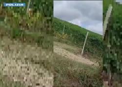 Langhe, "Braccianti bastonati fra i vigneti, 2 arresti e un indagato per sfruttamento del lavoro", così la procura di  Asti - VIDEO