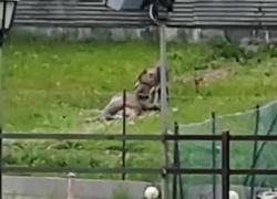 Lupo ad Auronzo di Cadore, sbrana un cervo nel giardino dell'Hotel Excelsior - VIDEO