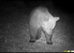Valle Camonica, giovane orso si aggira nei boschi: immortalato da una "fototrappola" - VIDEO